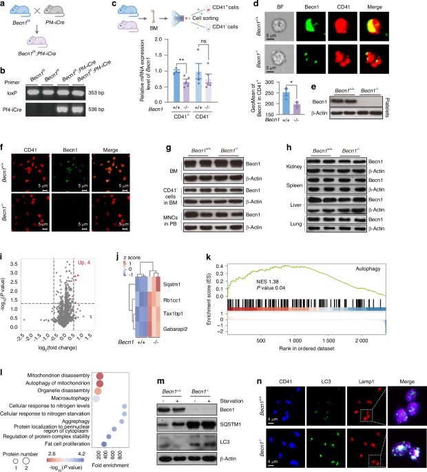 Beclin 1 of megakaryocytic lineage cells is locally dispensable for platelet hemostasis but functions distally in bone homeostasis