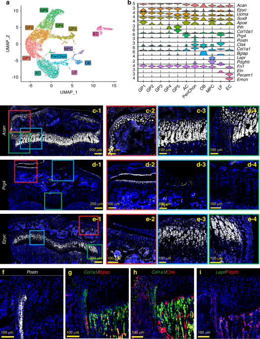 Apolipoprotein E is a marker of all chondrocytes in the growth plate resting zone