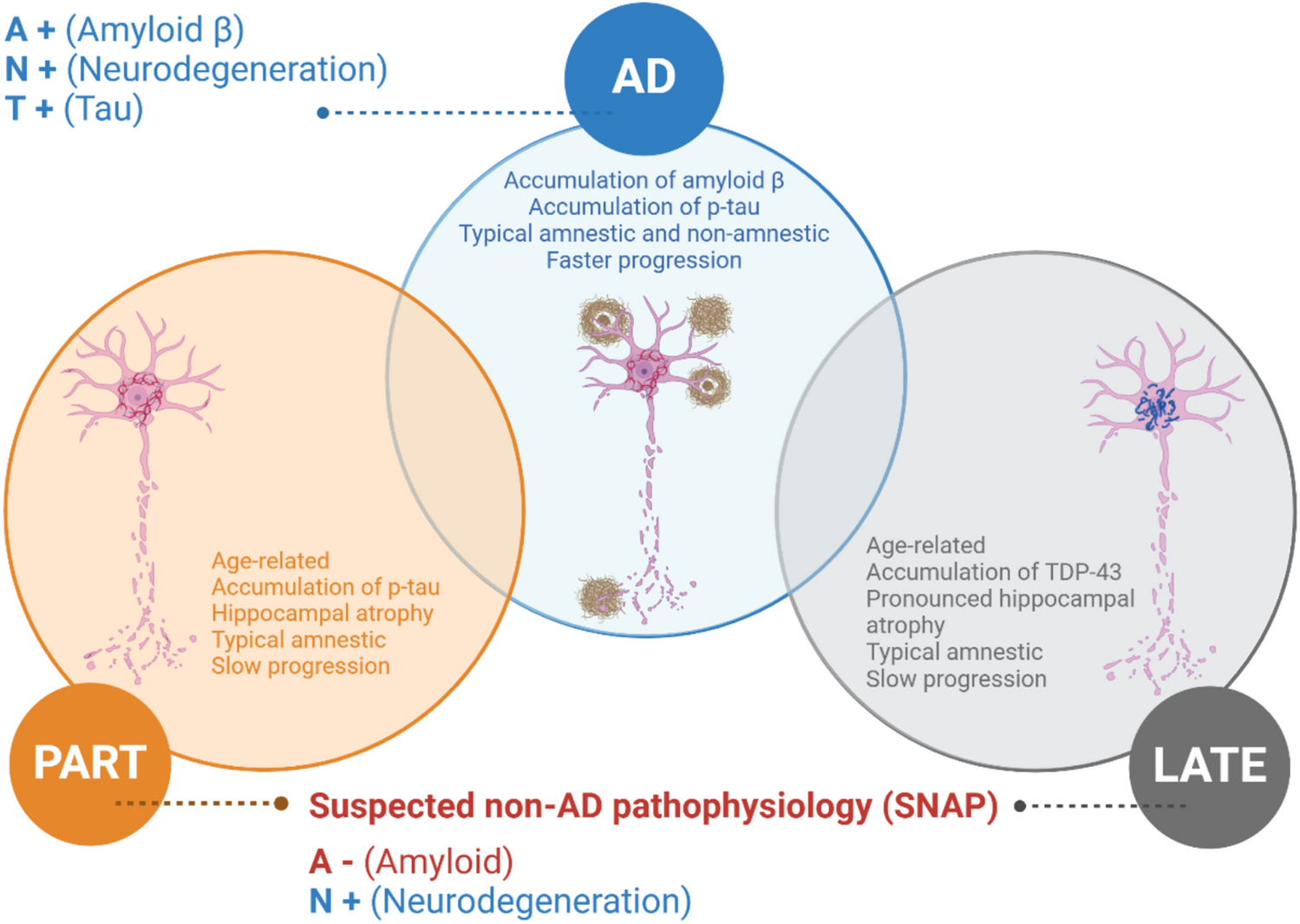 Alzheimer mimicry: LATE and PART