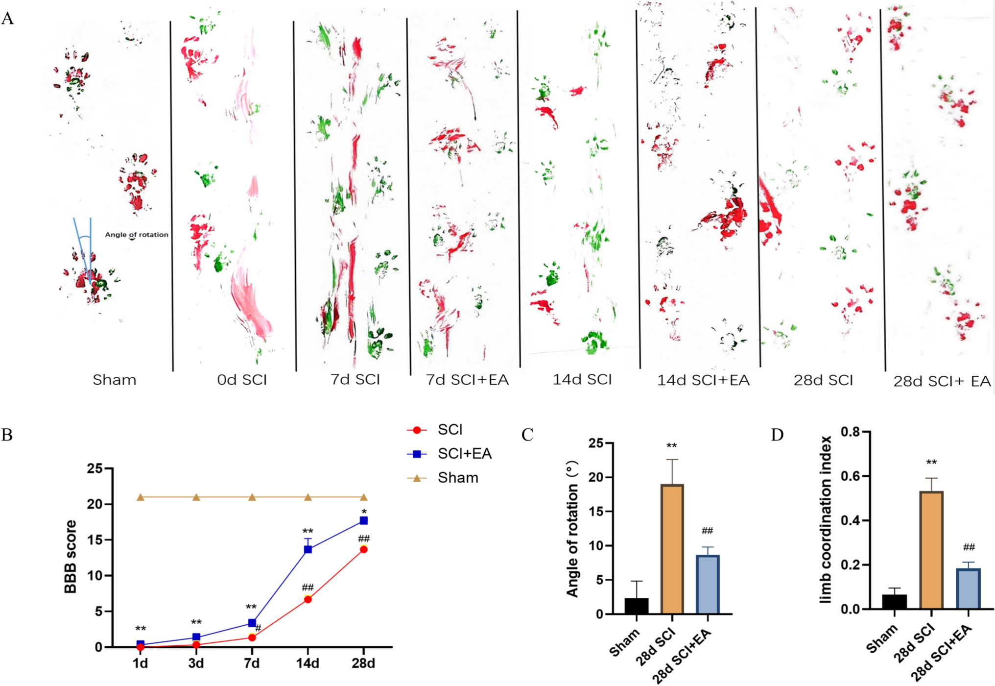 Electroacupuncture Improves the Motor Function in Rats with Spinal Cord Injury by Regulating UCN2-Mediated cAMP-PKA Signaling in the Spinal Cord Microenvironment