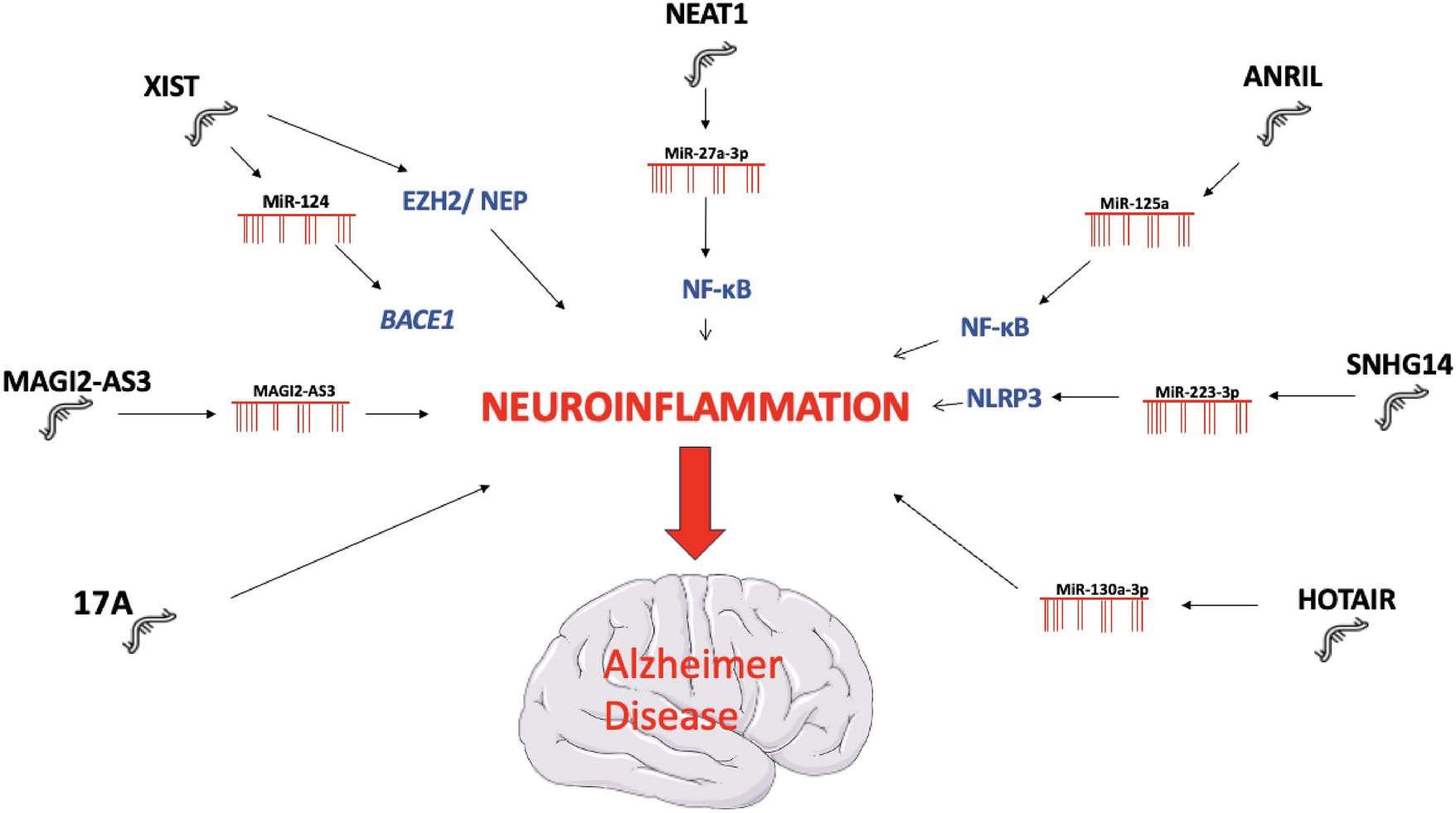 LncRNAs Orchestrating Neuroinflammation: A Comprehensive Review