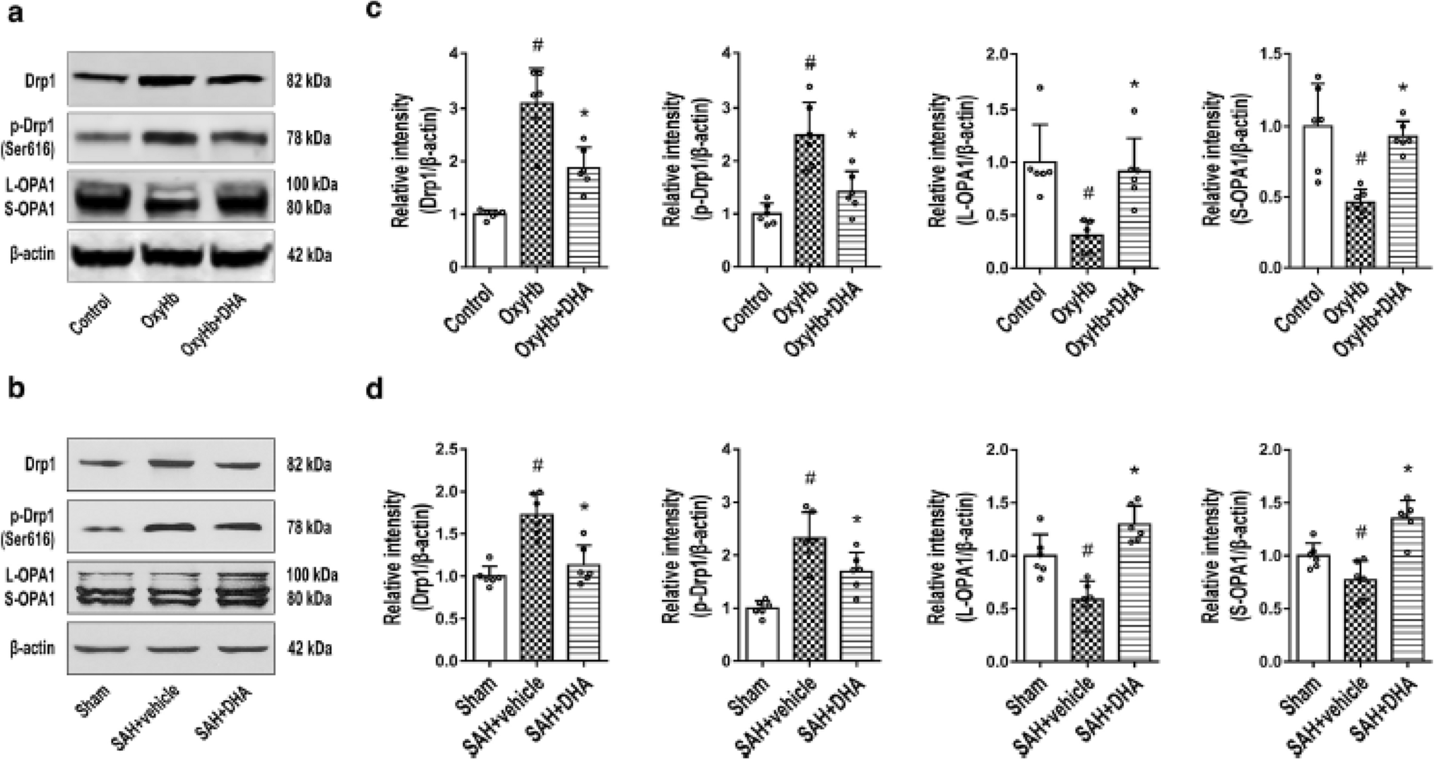 Correction: Docosahexaenoic Acid Alleviates Oxidative Stress-Based Apoptosis Via Improving Mitochondrial Dynamics in Early Brain Injury After Subarachnoid Hemorrhage