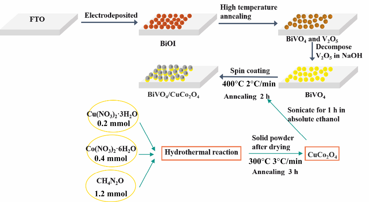 Fabrication of a BiVO/CuCoO Heterojunction Photoanode for Photoelectrochemical Water Splitting