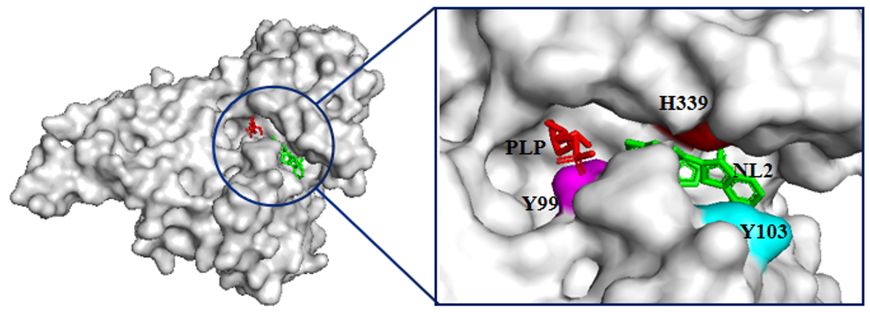 Design, Synthesis, and Activity Evaluation of Endogenous Hydrogen Sulfide Inhibitor of MRSA