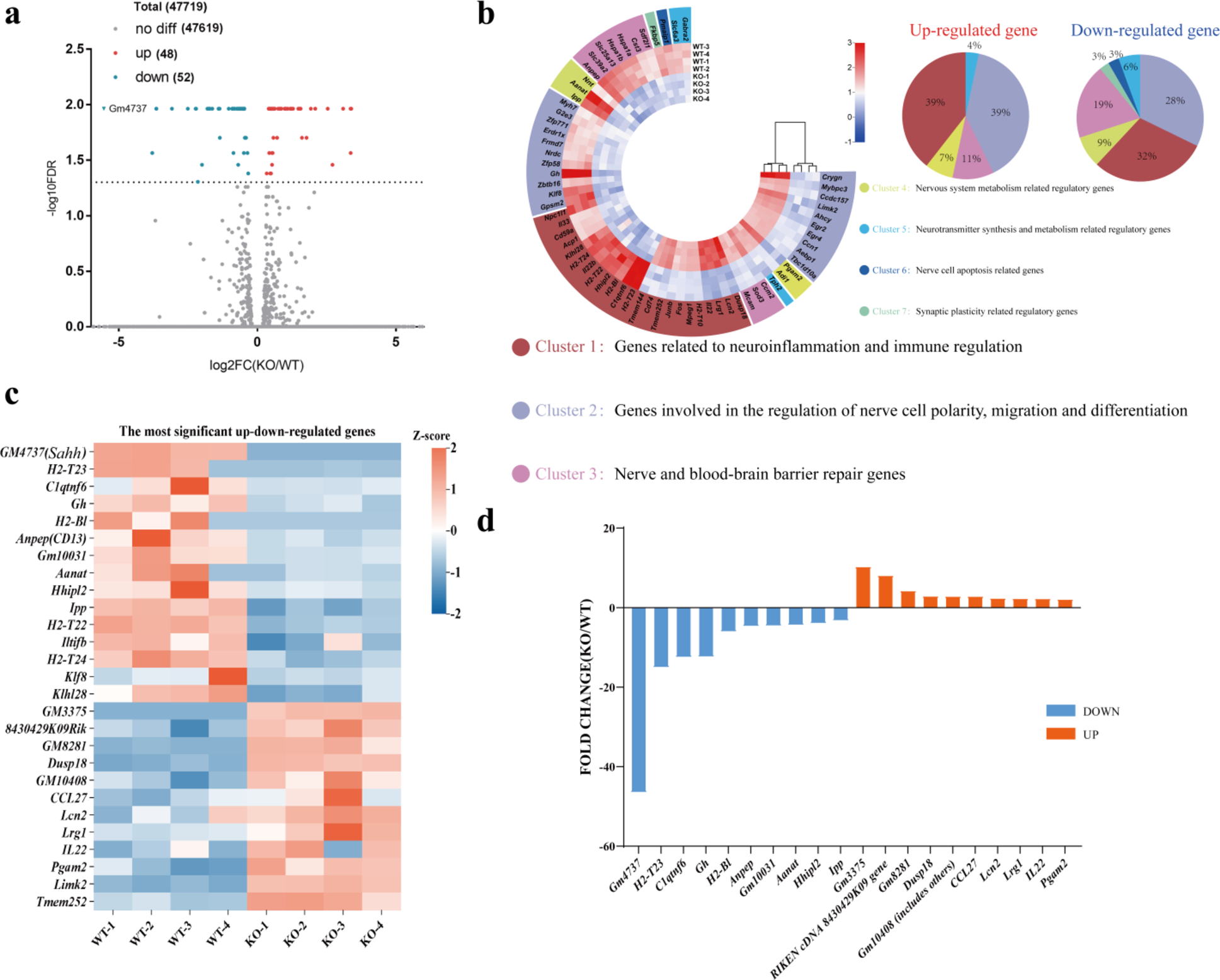 ADAMTS18 deficiency leads to abnormal brain methylation metabolism, dysregulated neuroinflammatory response, and unsound blood-brain barrier structure in mice