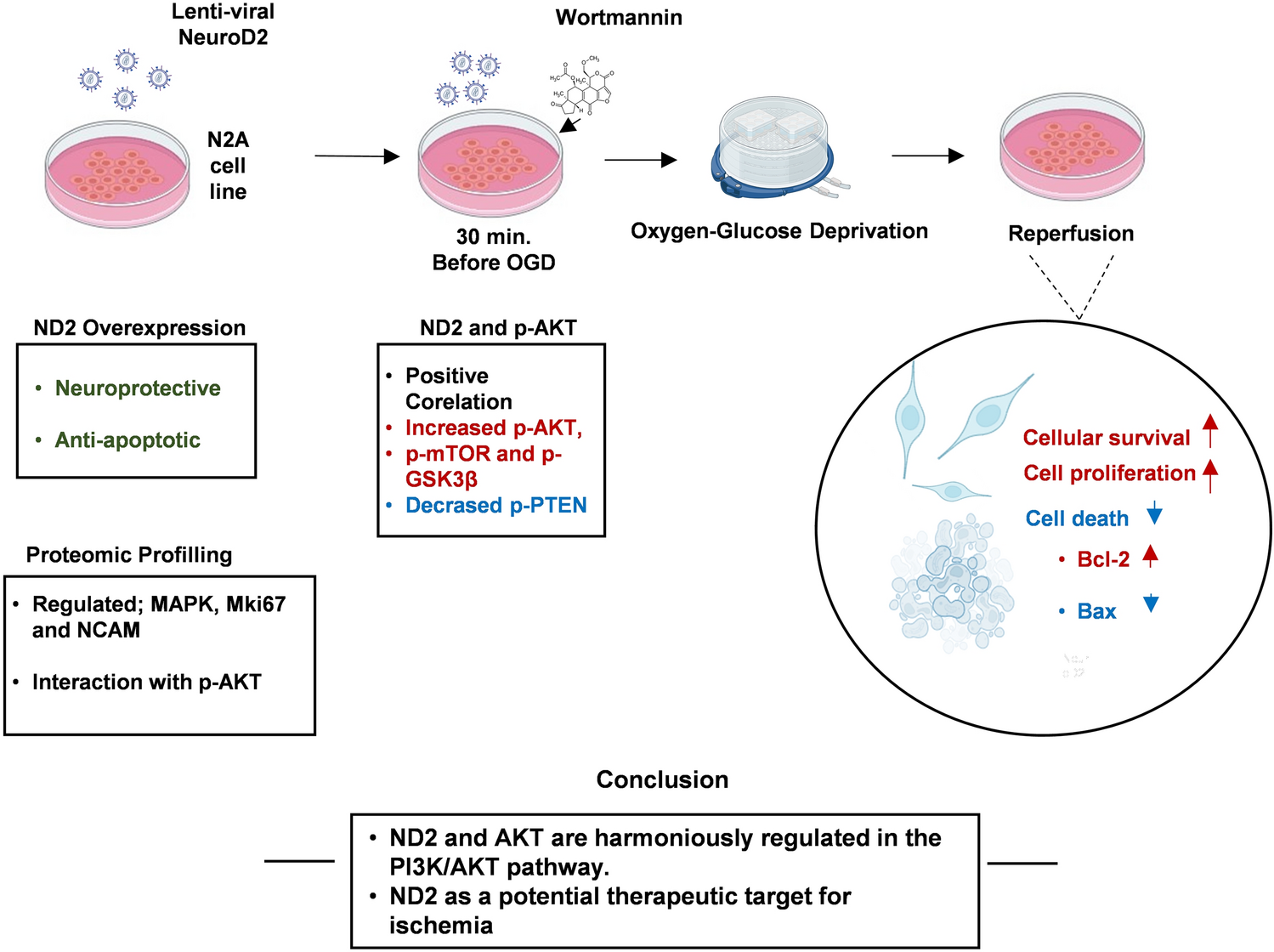 Unraveling the Role of NeuroD2 in Ischemic Pathophysiology: Insight into Neuroprotection Mechanisms Associated with AKT Survival Kinase