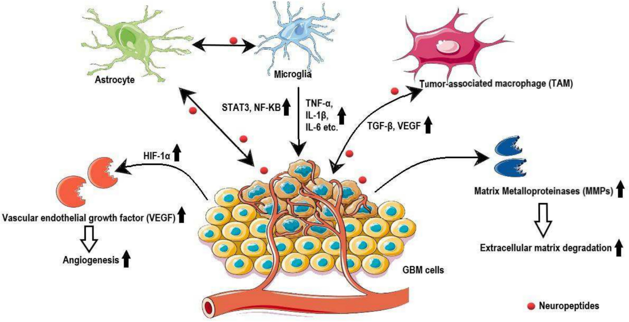 Neuropeptide Signaling in Glioblastoma: A Comprehensive Review of the Current State and Future Direction