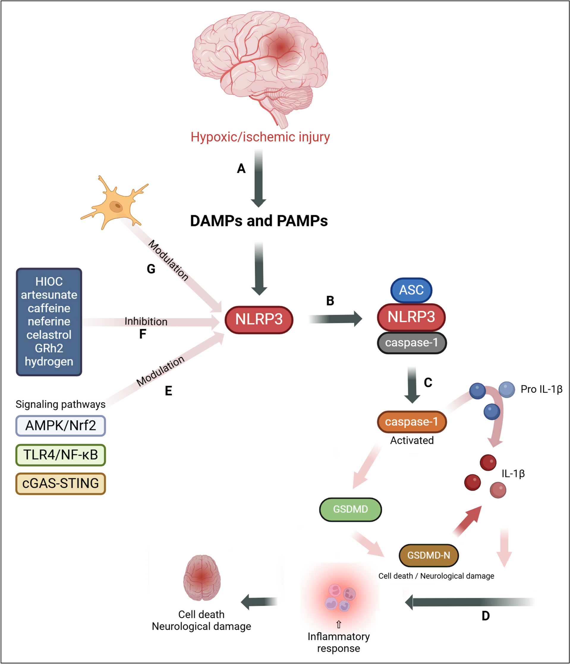 Exploring NLRP3 Inhibition as a Key Modulator in Neonatal Hypoxic-Ischemic Brain Injury
