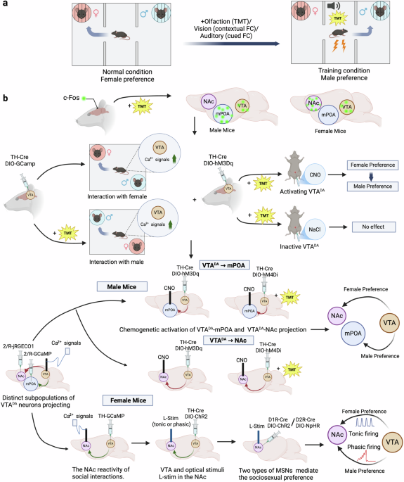 Environment impacts sexual preference: dopamine sends signals under pressure to decide which sex you like