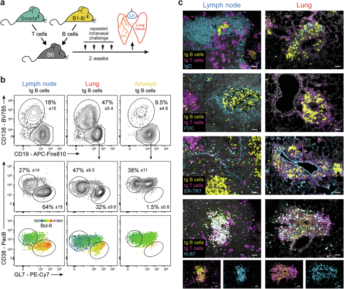 Activation and maturation of antigen-specific B cells in nonectopic lung infiltrates are independent of germinal center reactions in the draining lymph node