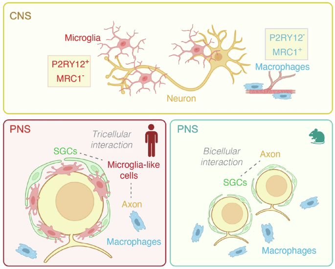 Beyond the brain: microglia-like cells regulate peripheral neuronal soma size