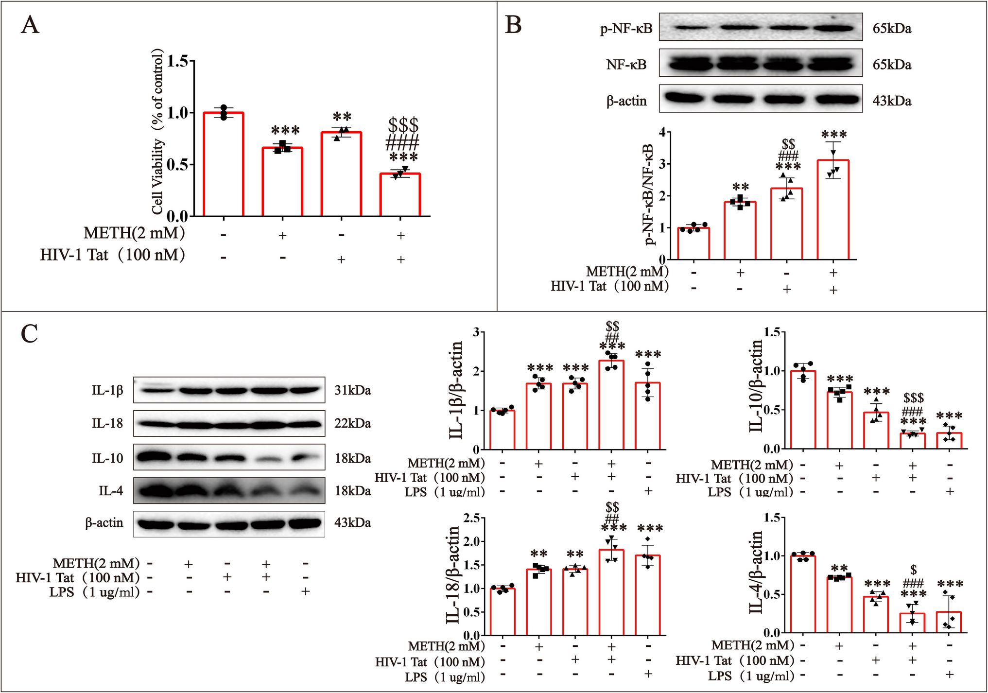 The Role and Mechanism of TRIM13 Regulation of TRAF6 Ubiquitination in the Synergy of Inflammatory Responses and Neurotoxicity Induced by METH and HIV- 1 Tat Protein in Astrocytes