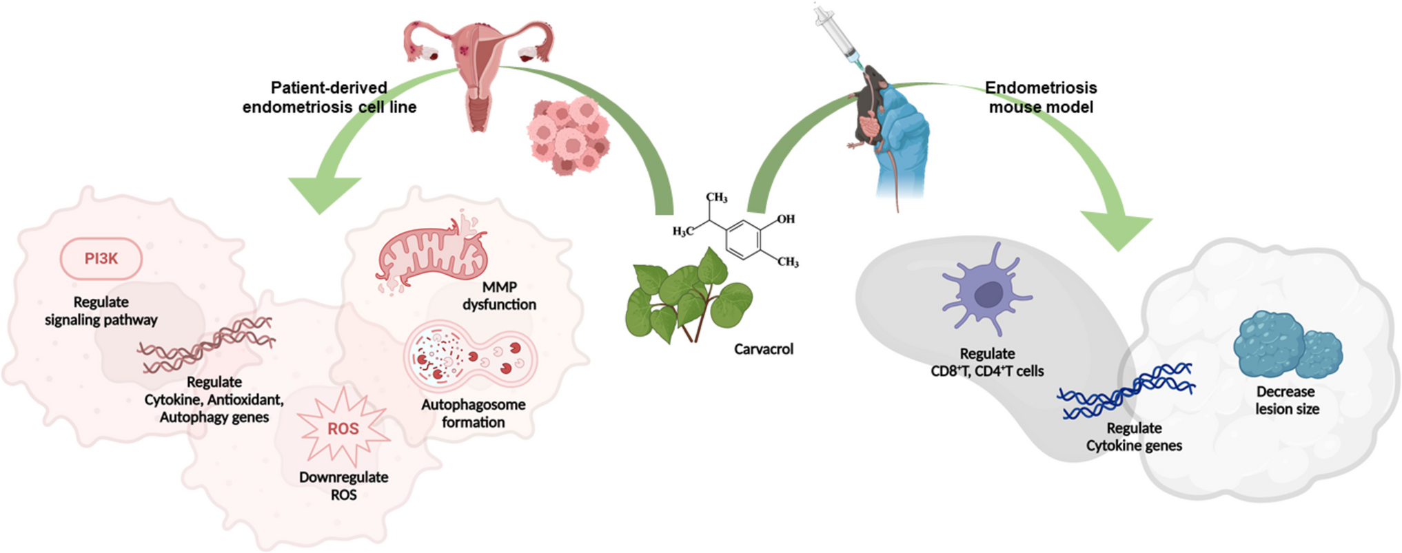 Carvacrol Shows Potential as a Treatment for Endometriosis with Inflammatory Reaction and Antioxidant Properties, Demonstrated in both In Vivo and In Vitro Studies