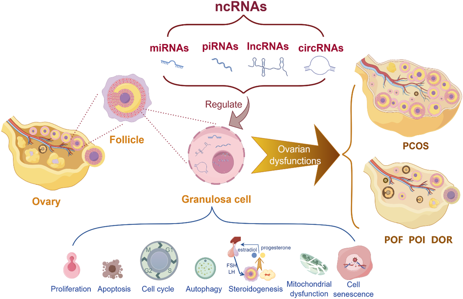 The Role of Ovarian Granulosa Cells Related-ncRNAs in Ovarian Dysfunctions: Mechanism Research and Clinical Exploration