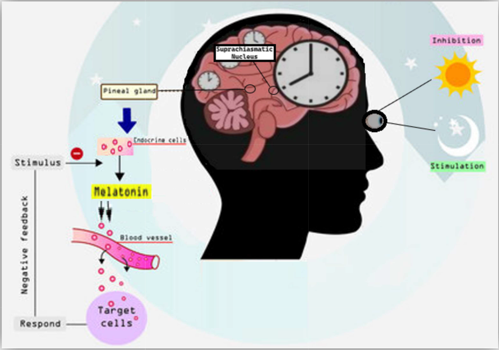 Melatonin supplementation: new insights into health and disease