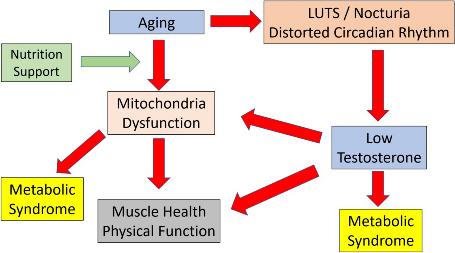 Comment on: “Mitochondria as Nutritional Targets to Maintain Muscle Health and Physical Function During Ageing”