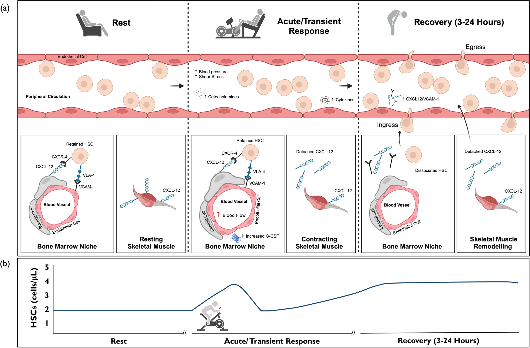 Intra-apheresis Cycling to Improve the Clinical Efficacy of Peripheral Blood Stem Cell Donations