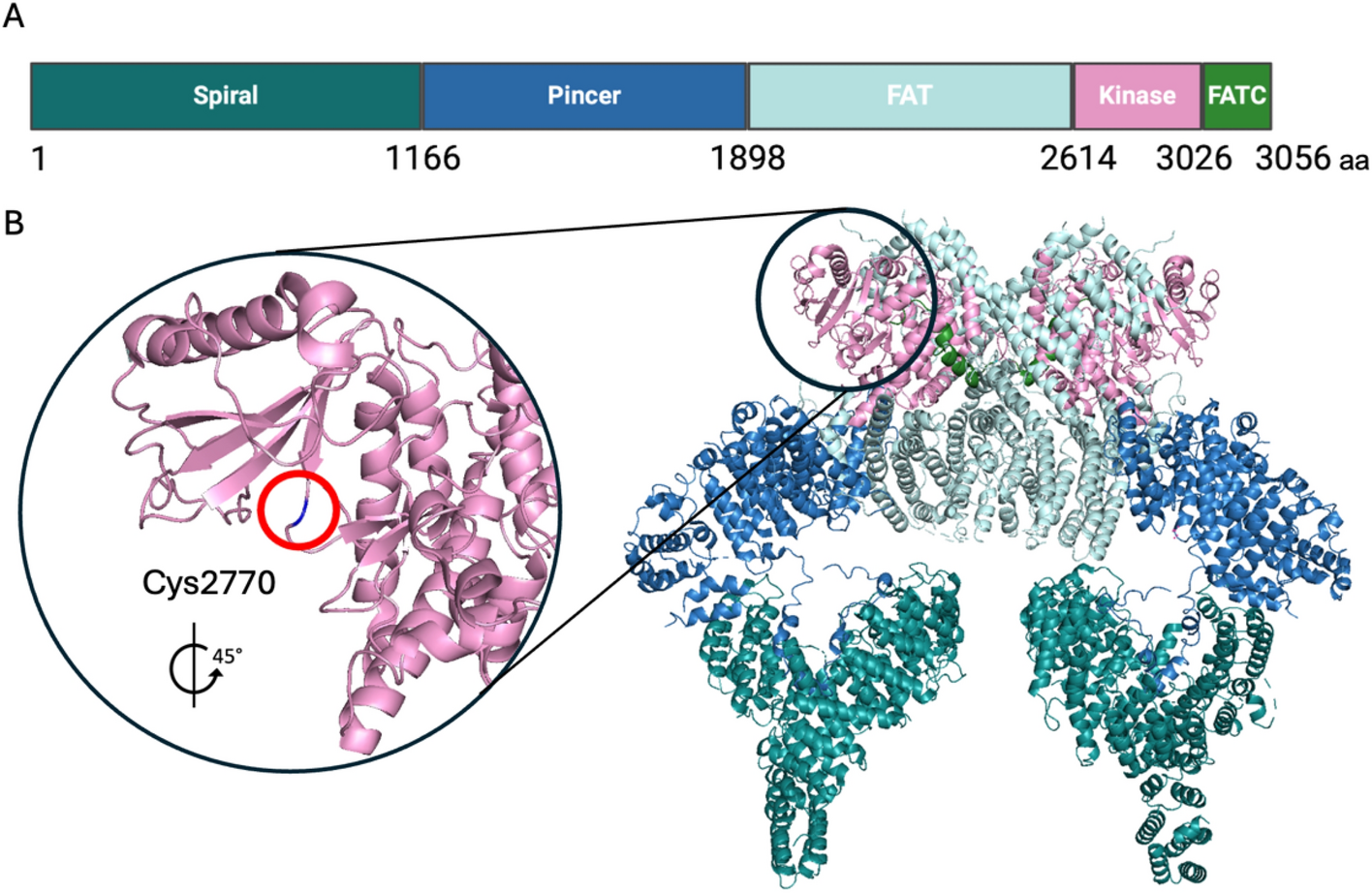 The Development of ATM Inhibitors in Cancer Therapy