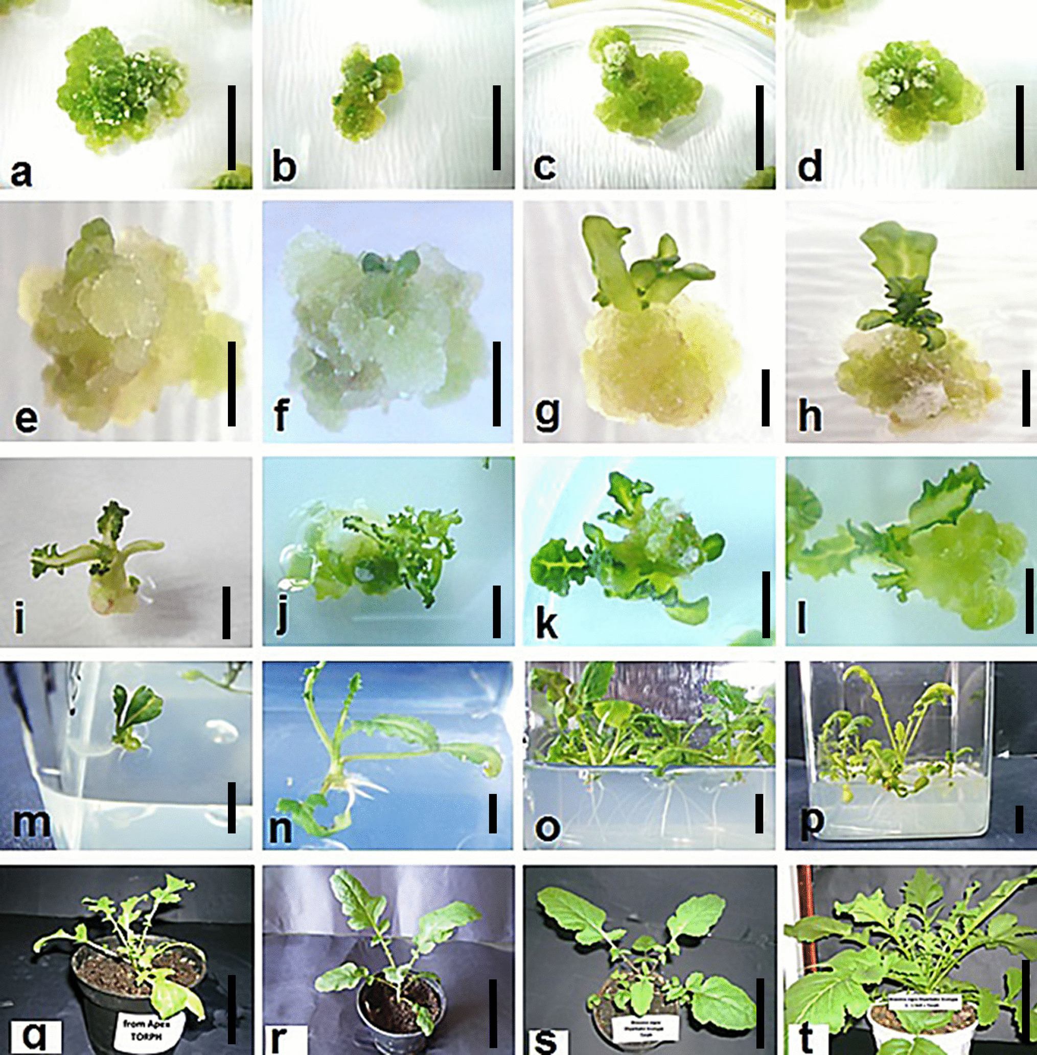 Investigation of the Cu phytoremediation potential of  L. using a new  regeneration system