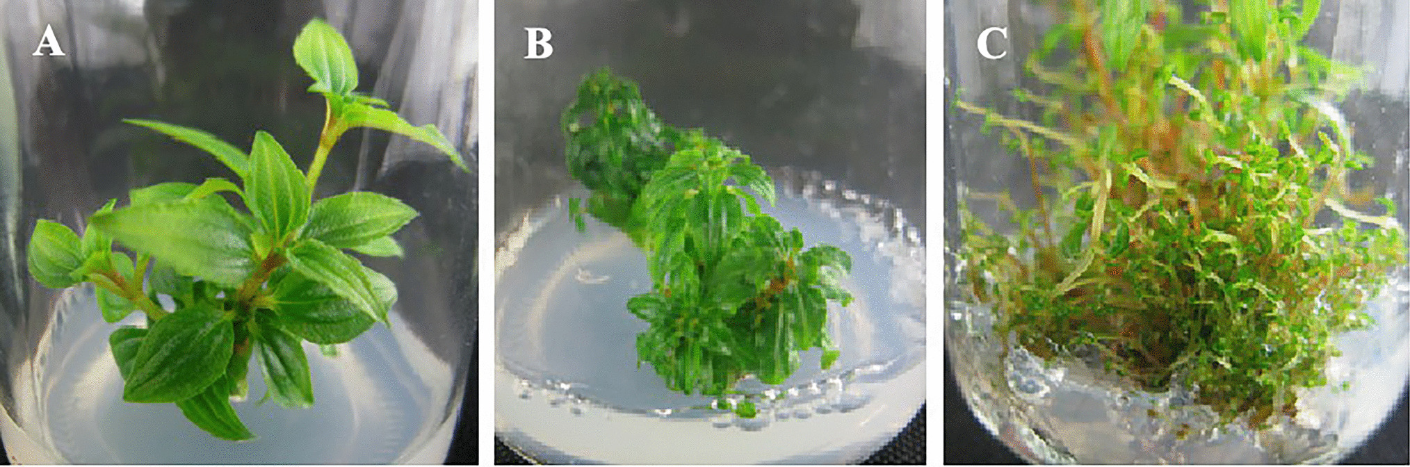 induction of tetraploids in the ornamental plant  D. Don using colchicine treatment