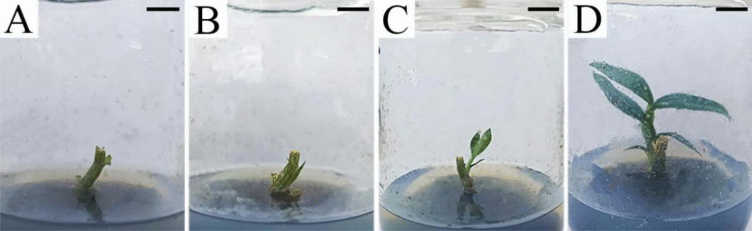 Establishment of an efficient  regeneration protocol for  Lindl. by one-step seedling formation