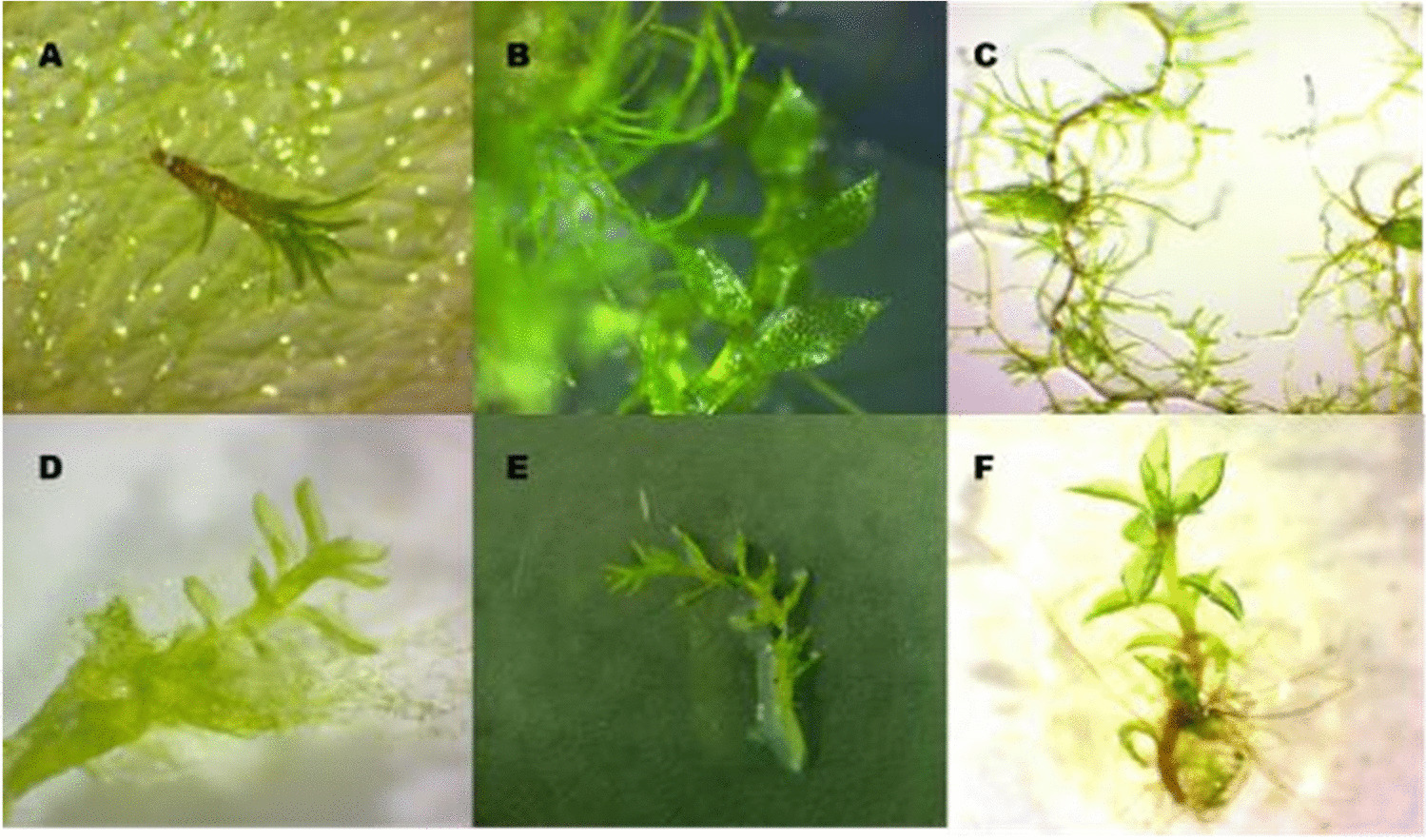 Improving  culture conditions for  conservation of antarctic mosses
