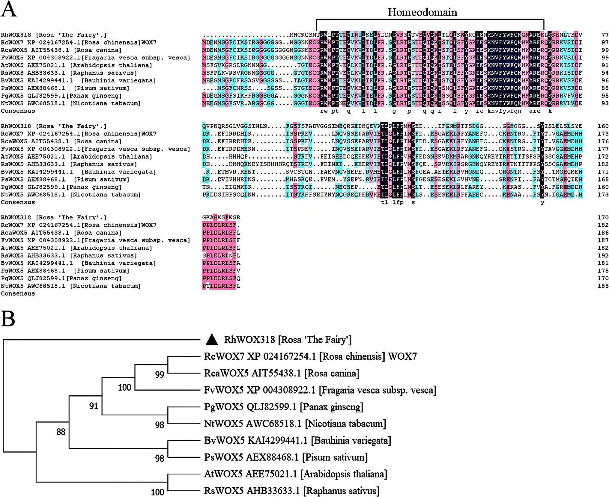 Exploring the regulatory role of  in rose and  root development