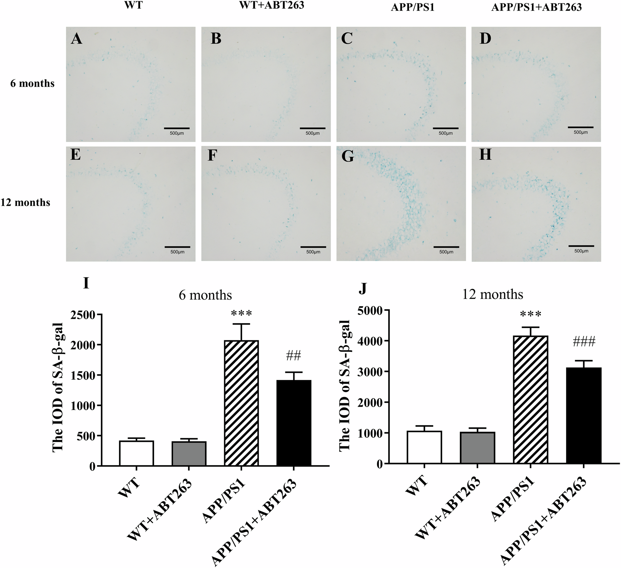 ABT263 Ameliorates Cellular Senescence, Aβ-Dependent Pathology and Cognitive Decline in Aged APP/PS1 Mice via Regulating PI3K/AKT/GSK-3β Pathways