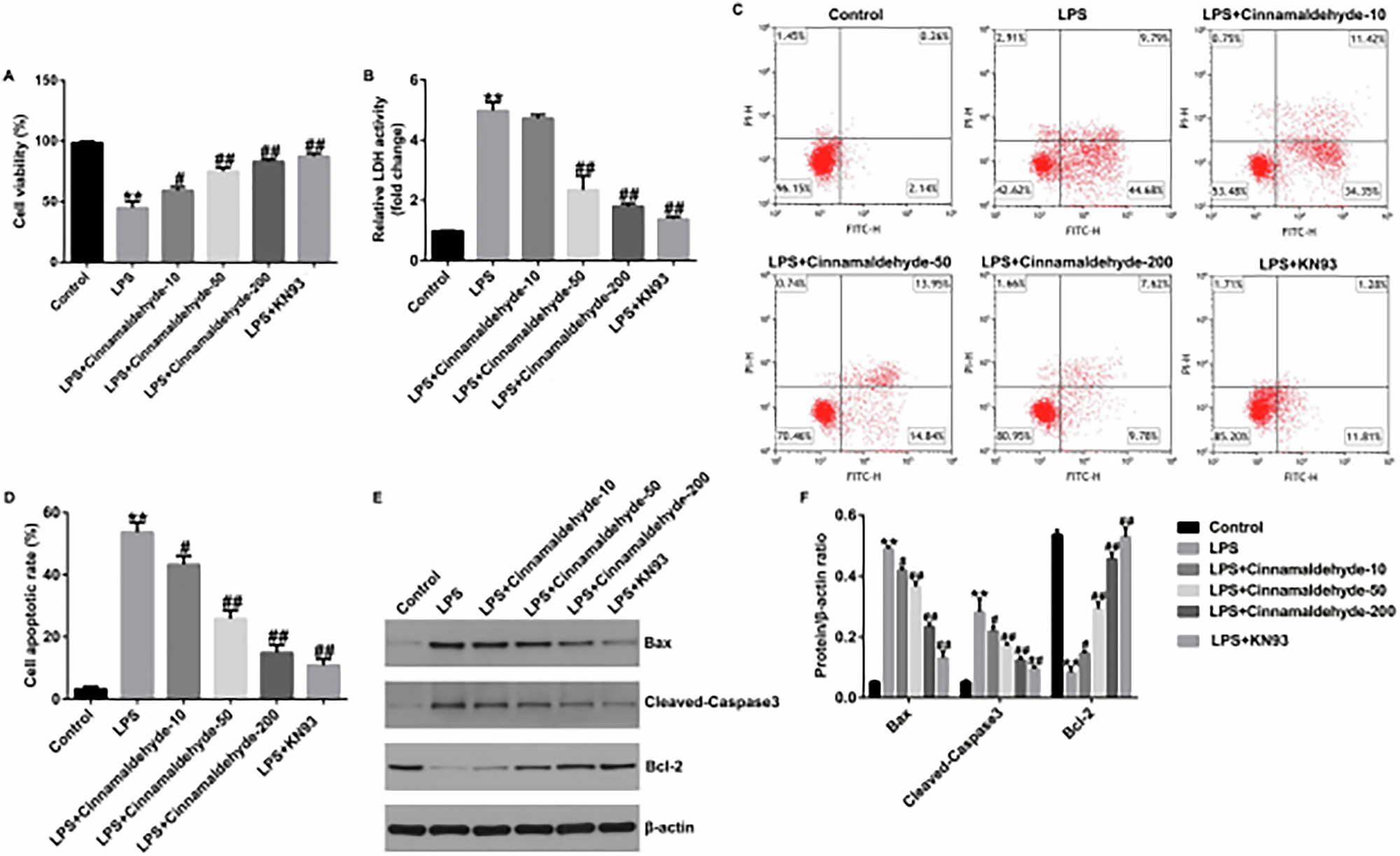 Correction: Cinnamaldehyde Alleviates Alveolar Epithelial Cell Injury in ALI by Inhibiting the CaMKII Pathway