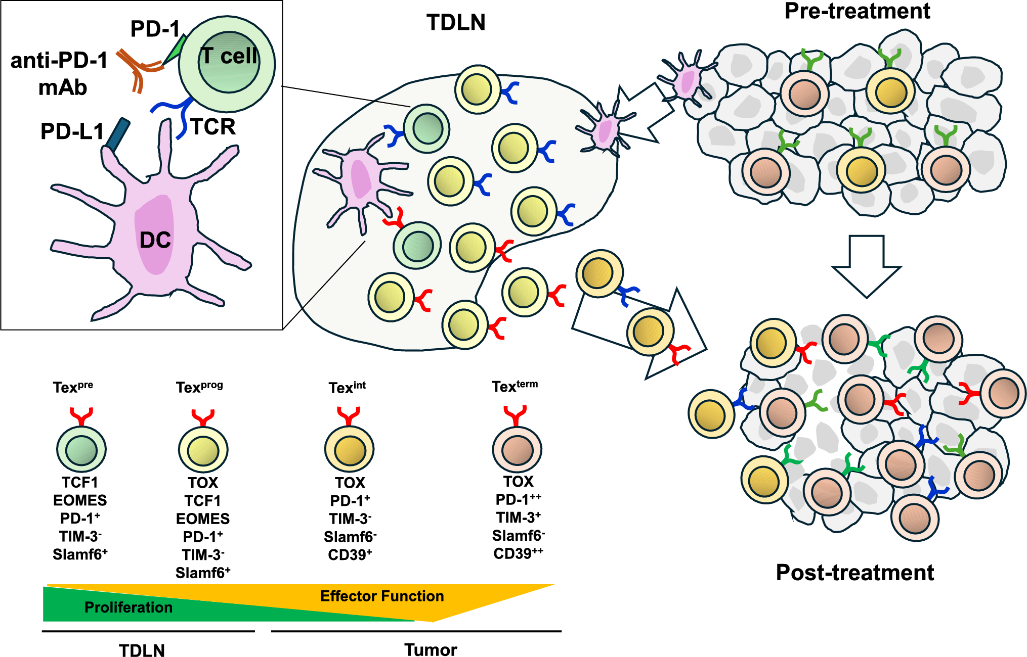 Why combine and why neoadjuvant? Tumor immunological perspectives on chemoimmunotherapy in triple-negative breast cancer