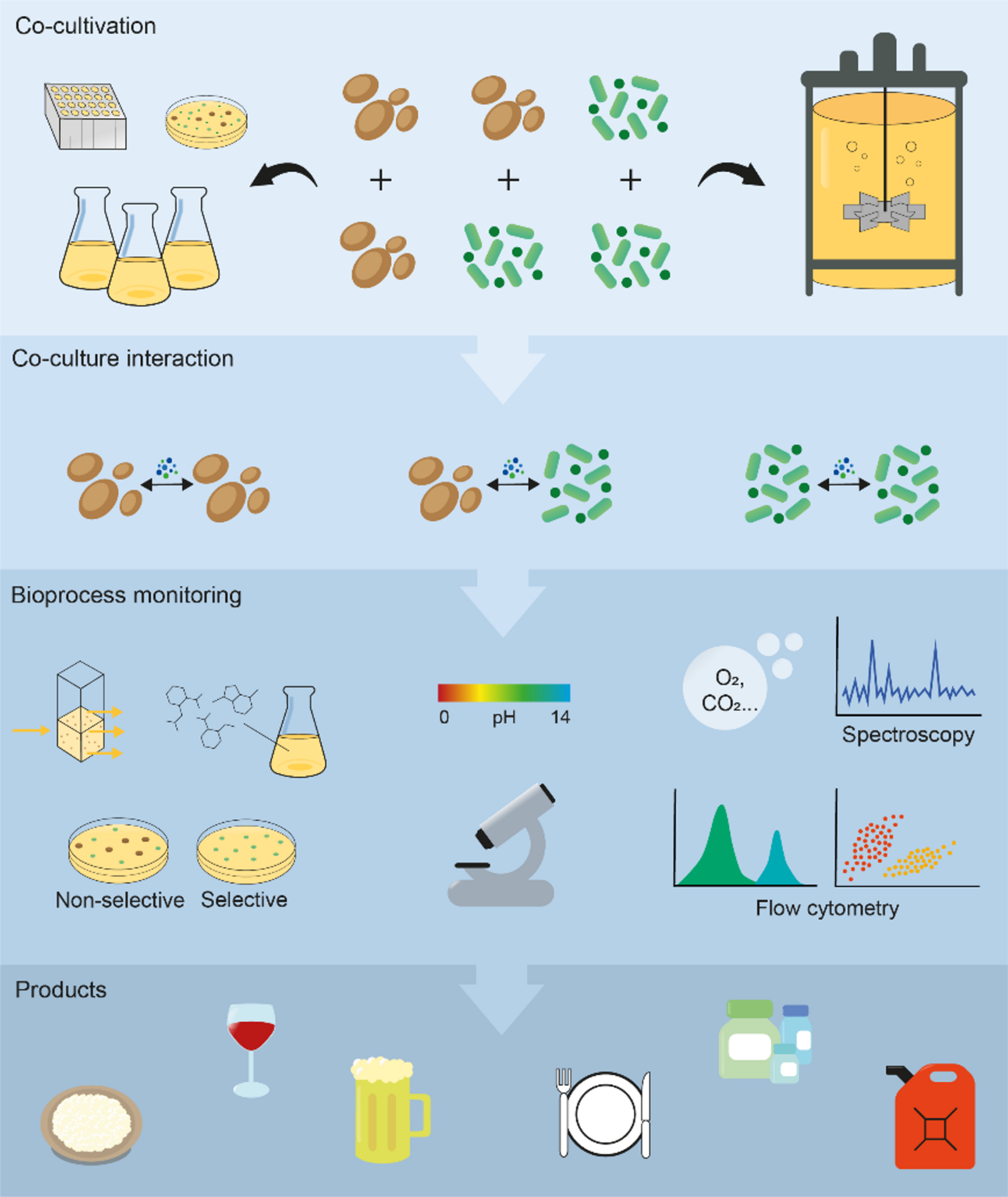 Recent advances in yeast and bacteria co-cultivation for bioprocess applications