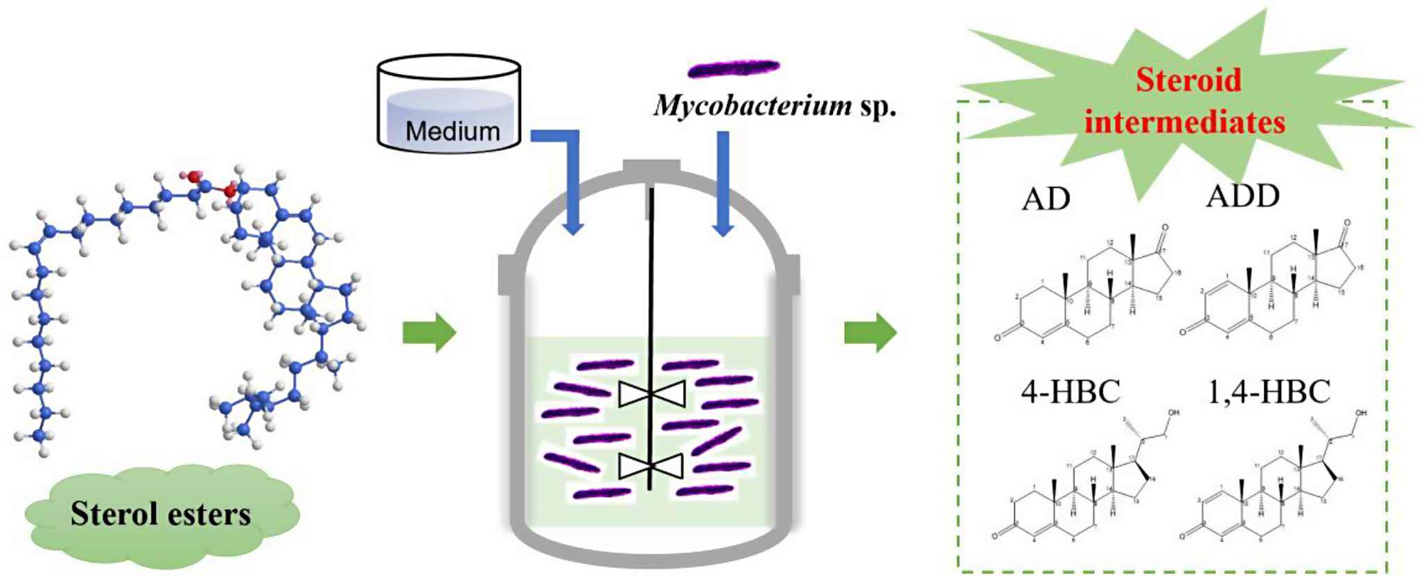 Bioconversion of sterol esters to steroid intermediates through  sp. fermentation