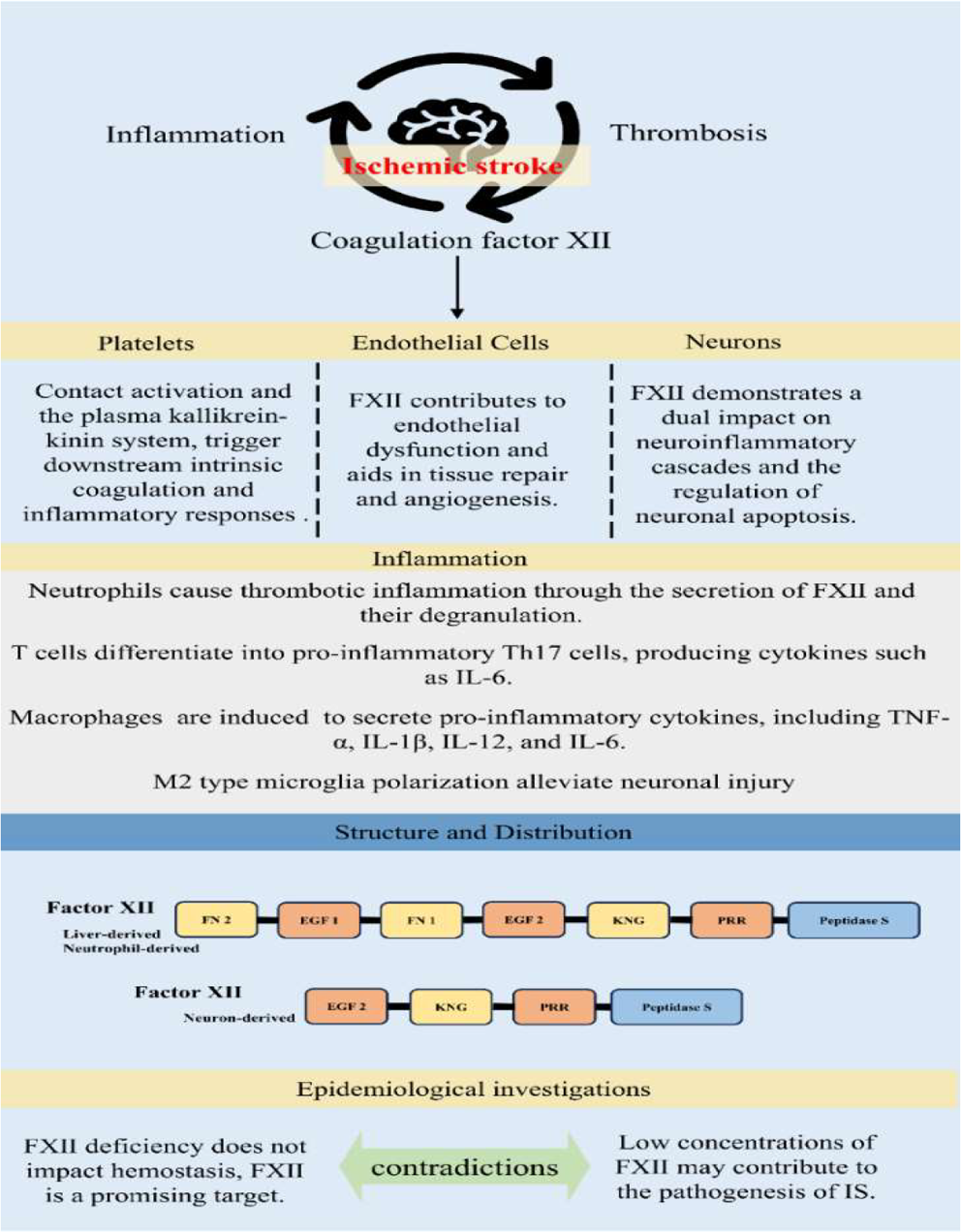Advancements in research on the thrombo-inflammation mechanisms mediated by factor XII in ischemic stroke