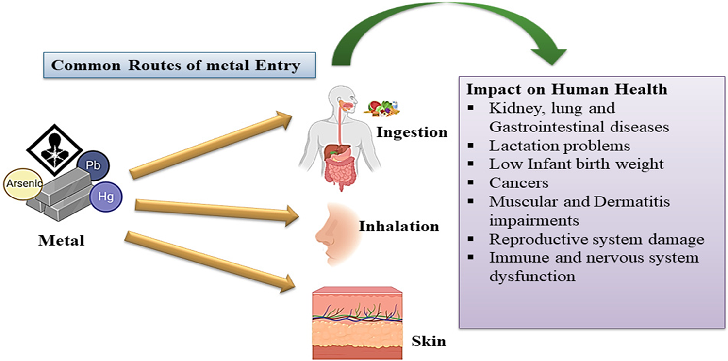 Heavy Metal Exposure and its Health Implications: A Comprehensive Review