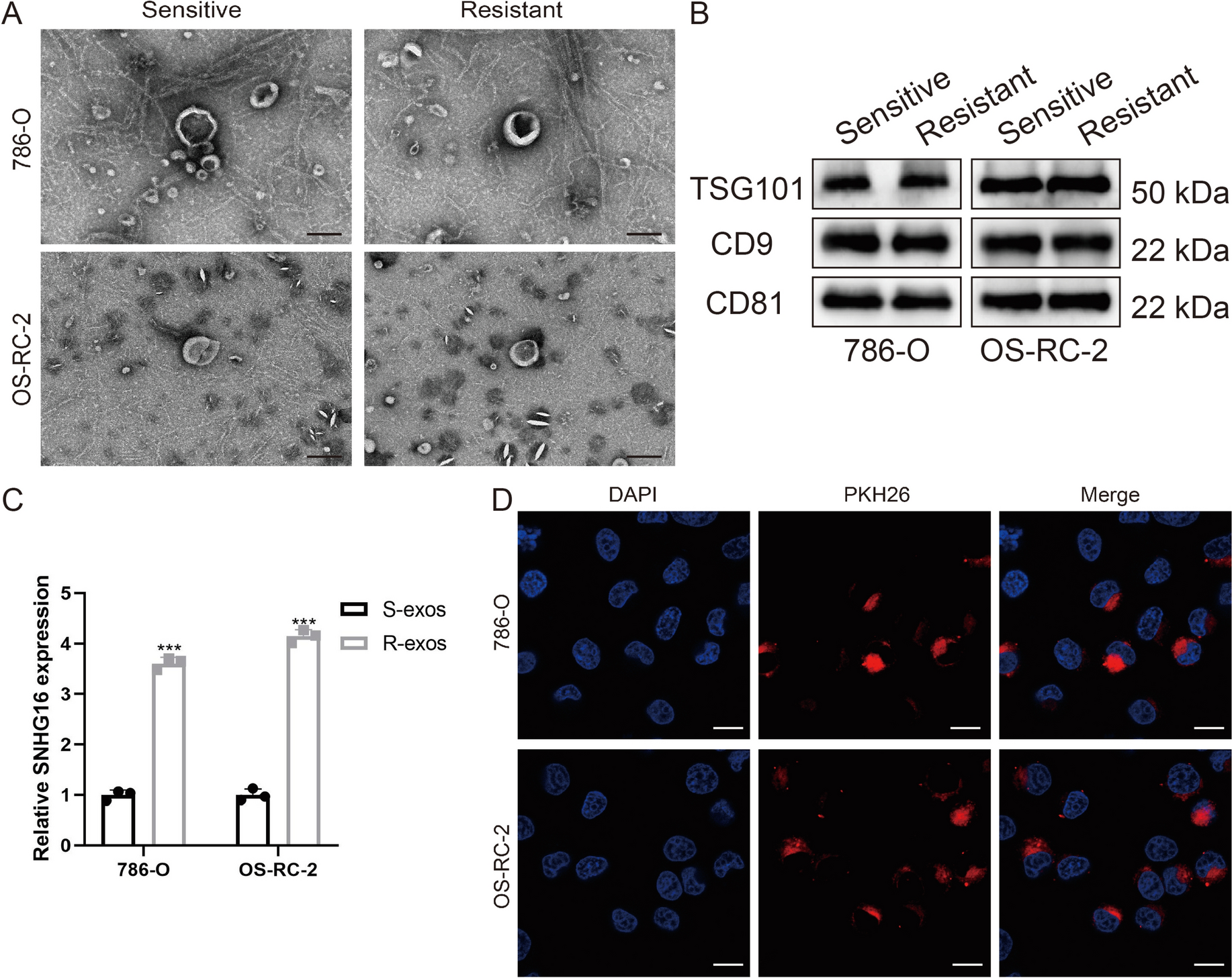 Sunitinib-resistant renal cell carcinoma cell-derived exosomes promote facilitation of tumor progression via secretion of the lncRNA SNHG16
