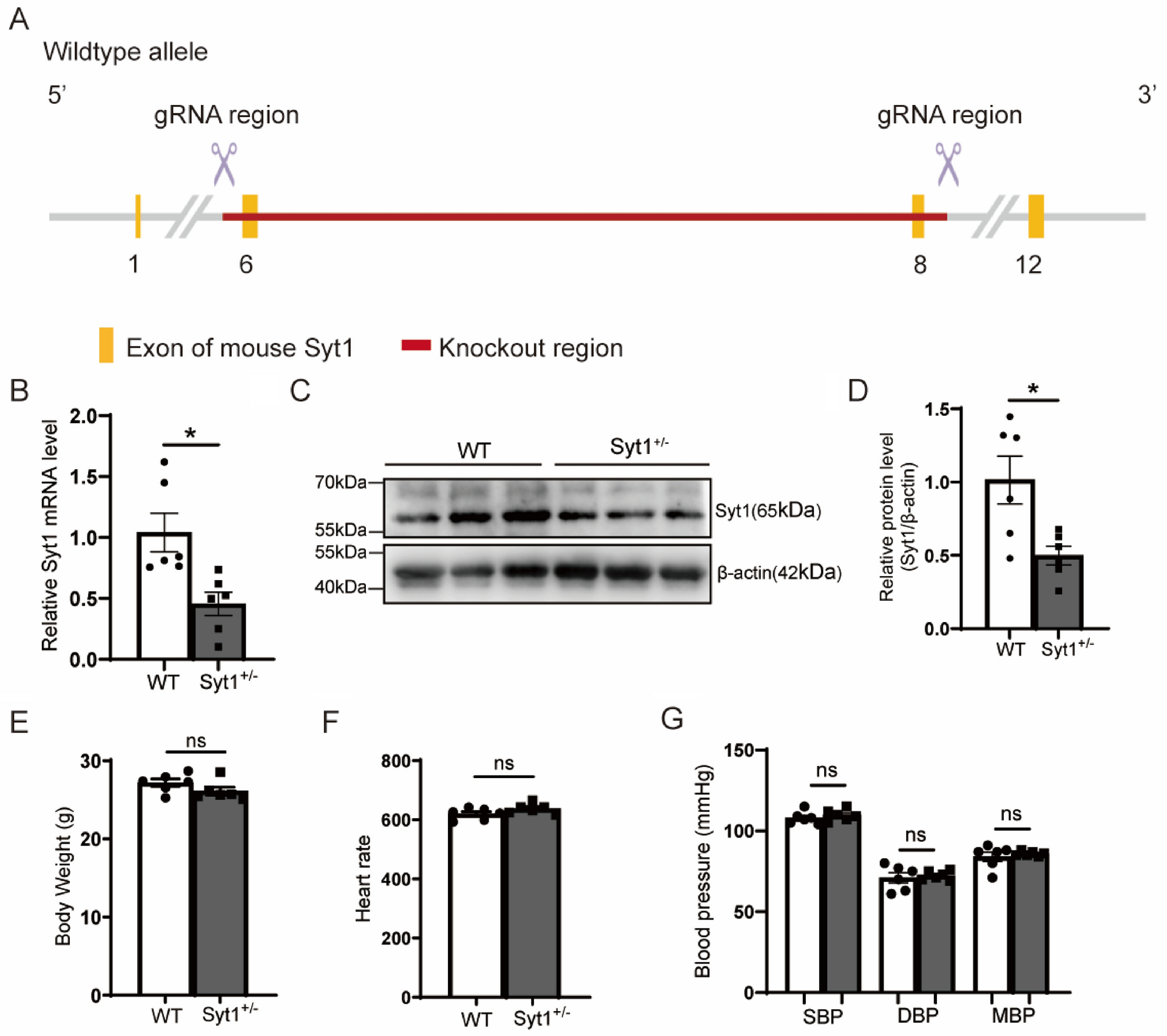 Deficiency of synaptotagmin-1 aggravates pressure overload-induced cardiac hypertrophy and dysfunction via the p38 MAPK signaling pathway in mice