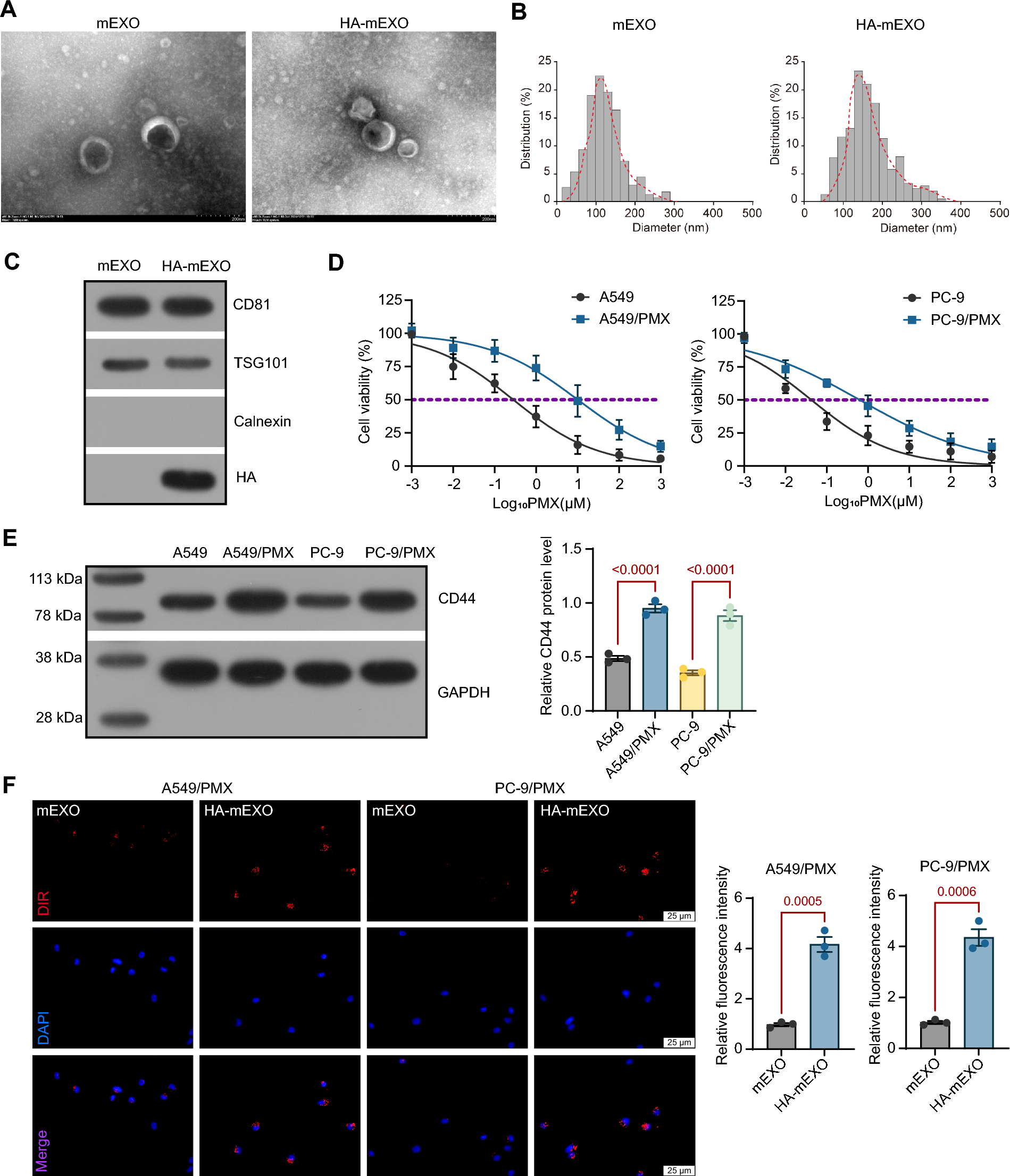 Hyaluronic acid-modified milk exosomes carrying ZNF516 inhibit ABCC5 and contribute to pemetrexed sensitivity in lung adenocarcinoma
