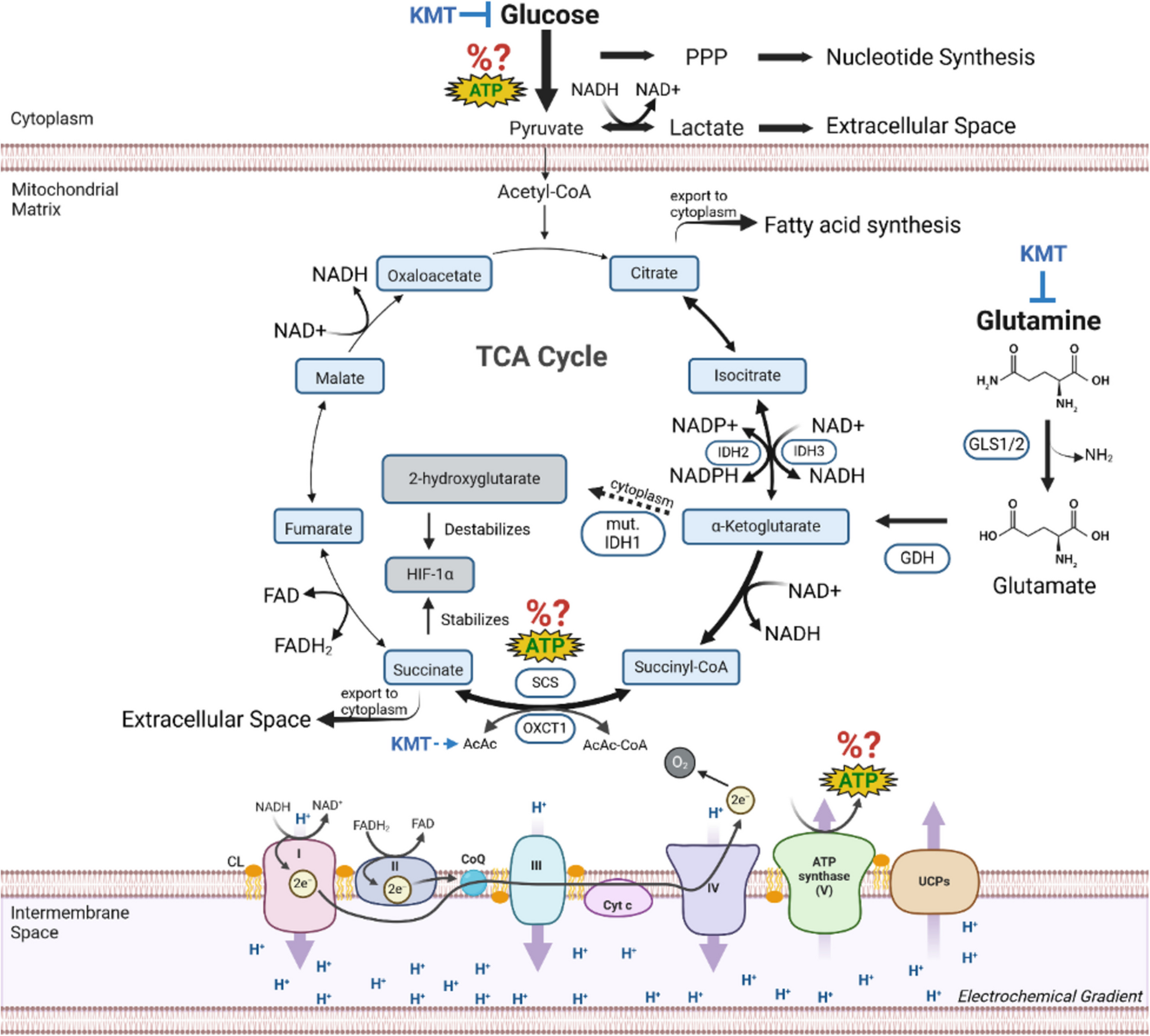 The Warburg hypothesis and the emergence of the mitochondrial metabolic theory of cancer