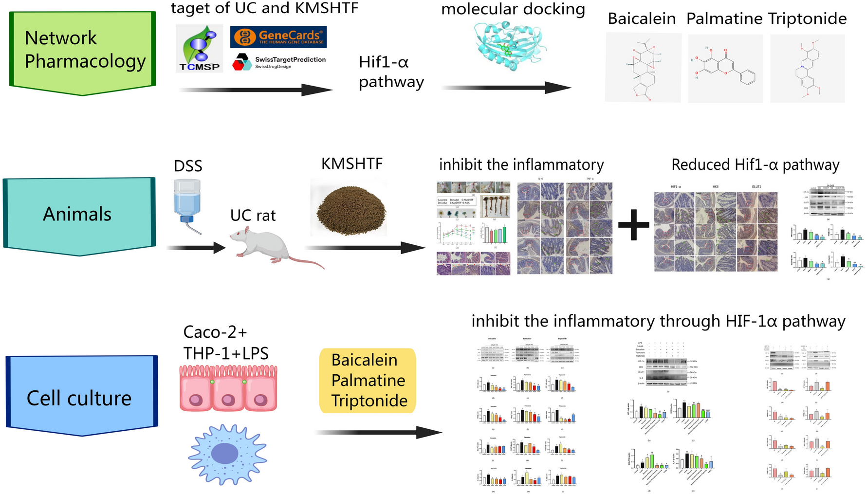 KunMingShanHaiTang formula reprograms macrophage metabolism and promotes M2 polarization via the HIF-1α pathway to alleviate ulcerative colitis symptoms in a rat model