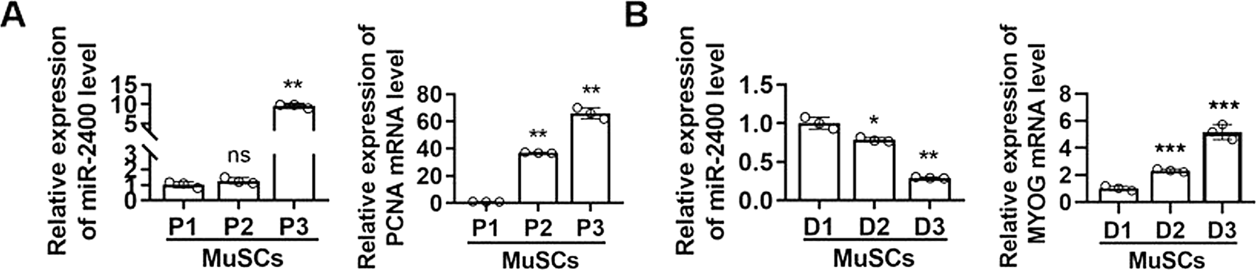 miR-2400 promotes proliferation of bovine skeletal muscle-derived satellite cells by regulating MAGED1 genes expression