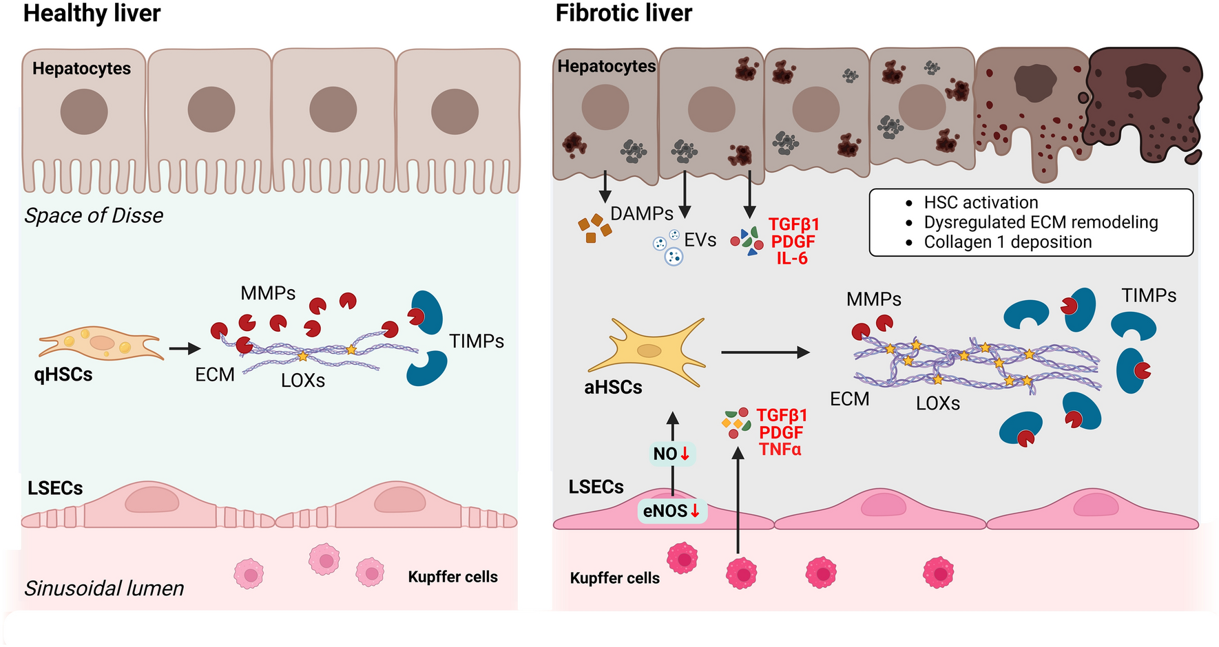Recent Advances in Three-Dimensional Models for Studies of Liver Fibrosis