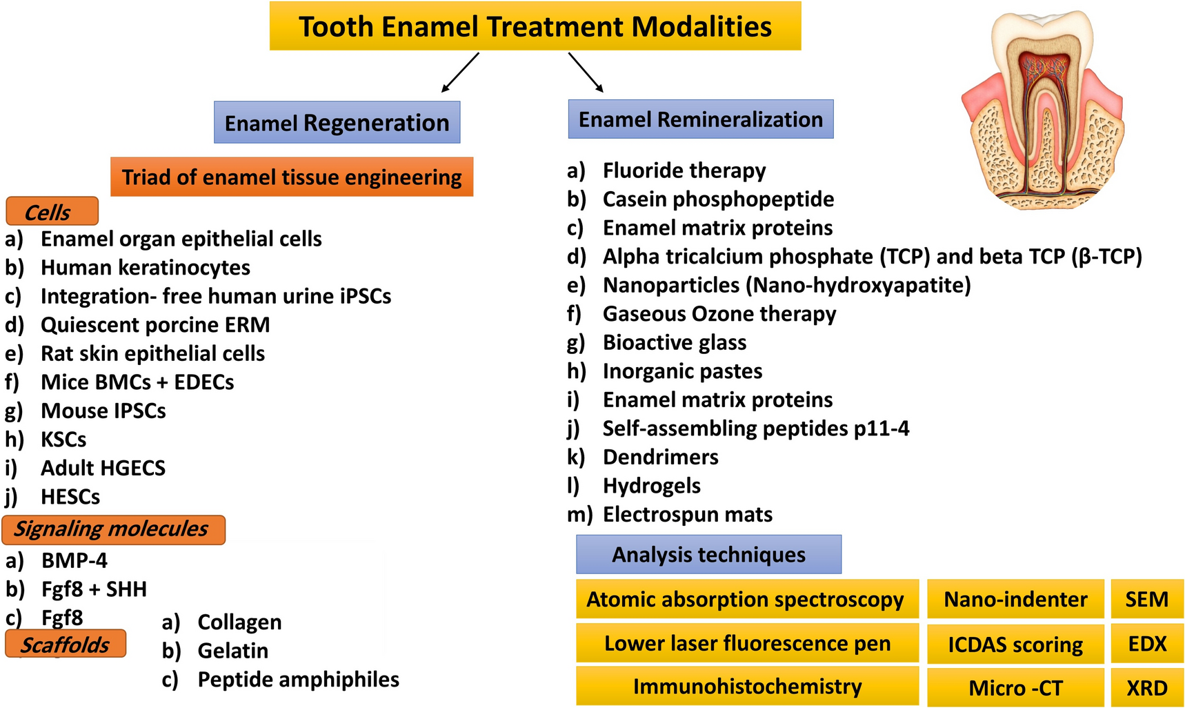 Next-Generation Strategies for Enamel Repair and Regeneration: Advances in Biomaterials and Translational Challenges