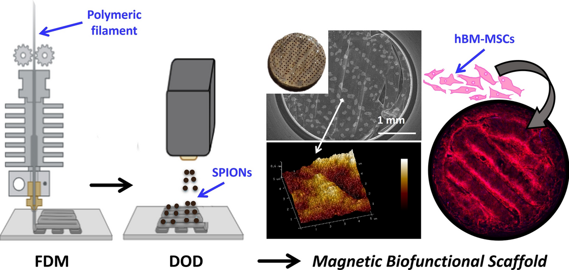 Fabrication of 3D Biofunctional Magnetic Scaffolds by Combining Fused Deposition Modelling and Inkjet Printing of Superparamagnetic Iron Oxide Nanoparticles