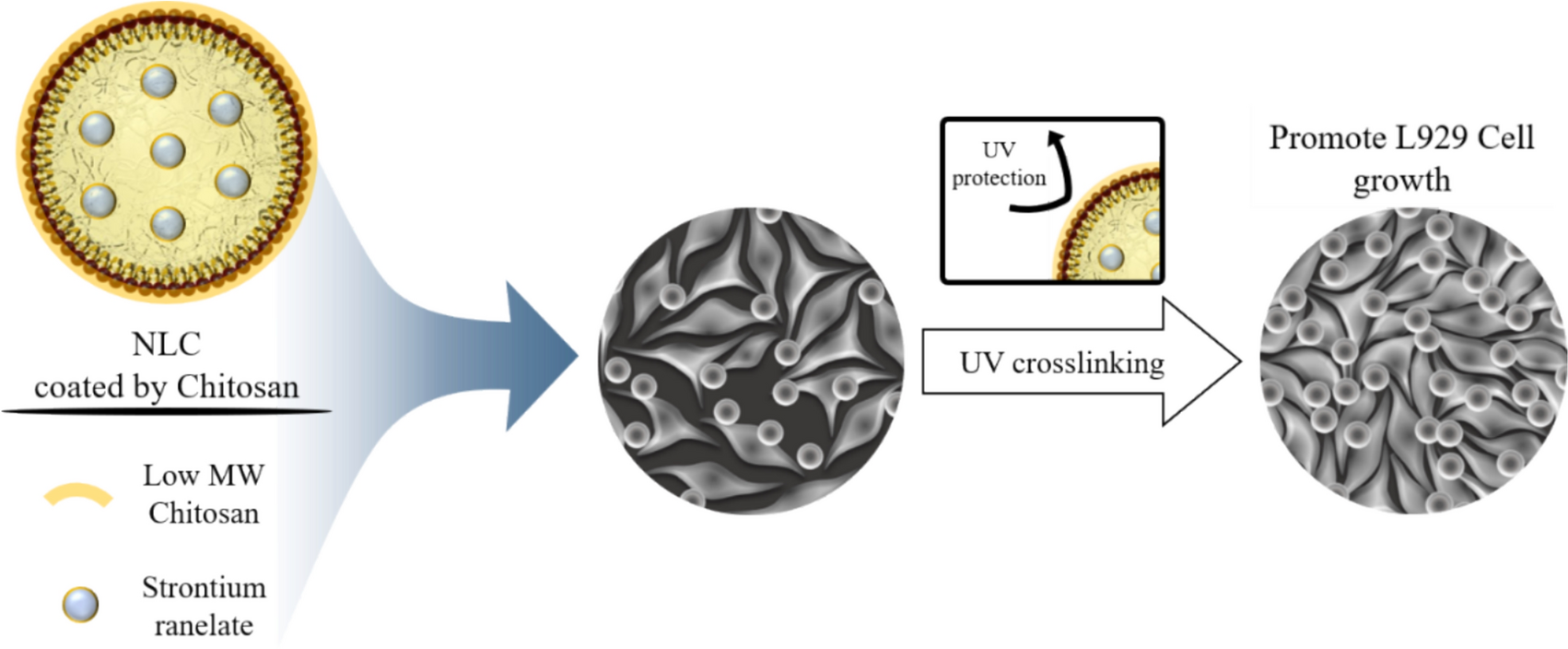 Construction of Chitosan Oligosaccharide-Coated Nanostructured Lipid Carriers for the Sustained Release of Strontium Ranelate