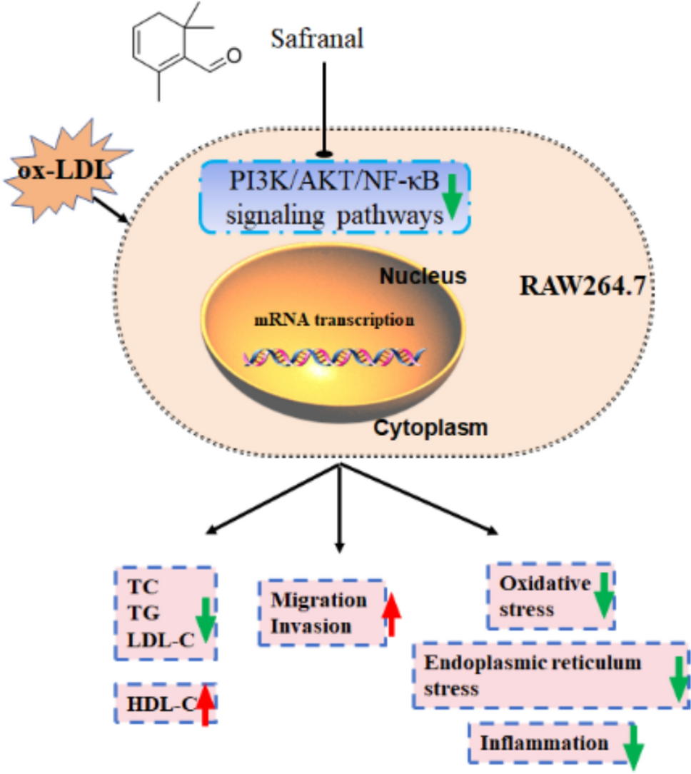 Safranal ameliorates atherosclerosis progression partly via repressing PI3K/Akt and NF-κB signaling pathways in ApoE (−/−) mice
