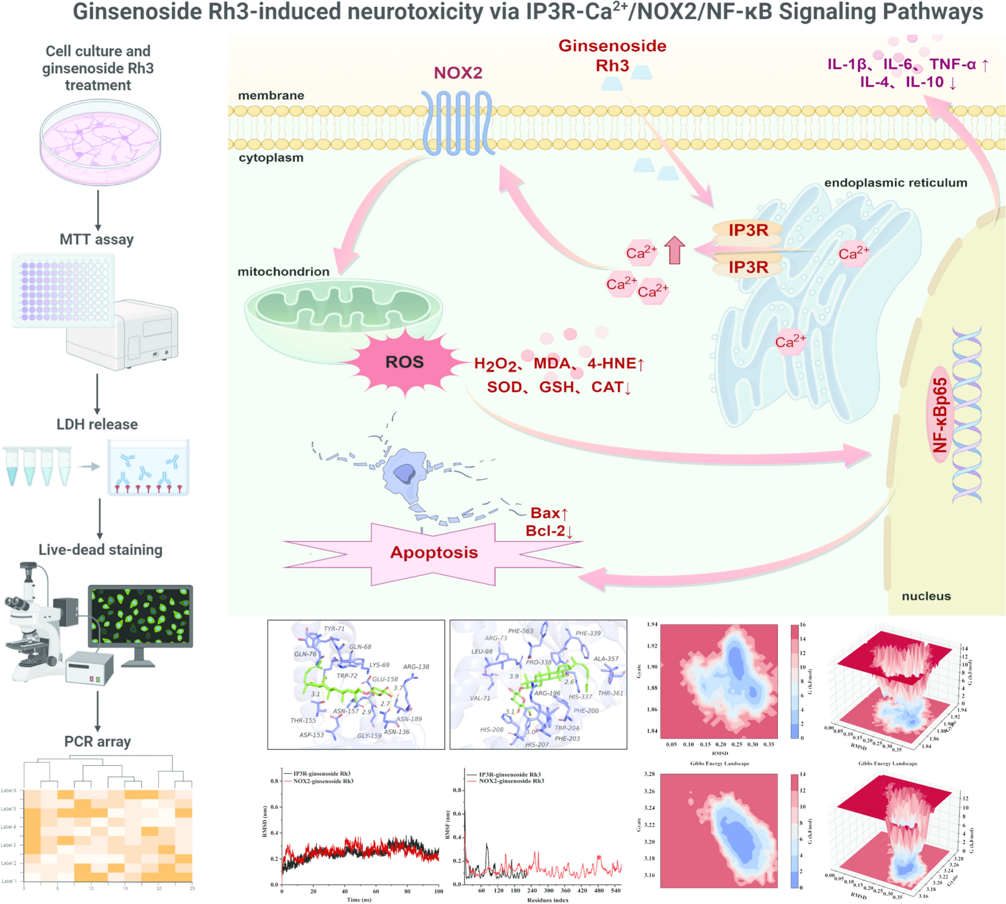 Ginsenoside Rh3-induced neurotoxicity involving the IP3R-Ca/NOX2/NF-κB signaling pathways
