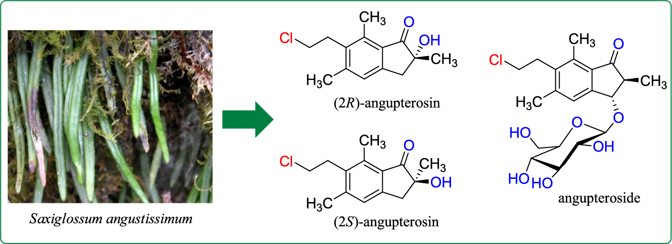 Chlorinated illudalane sequiterpenoids from