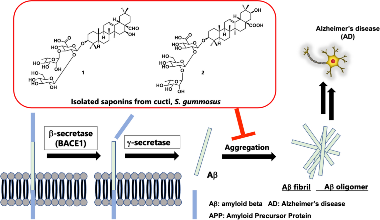 Amyloid-β aggregation inhibitory activity of triterpene saponins from the cactus