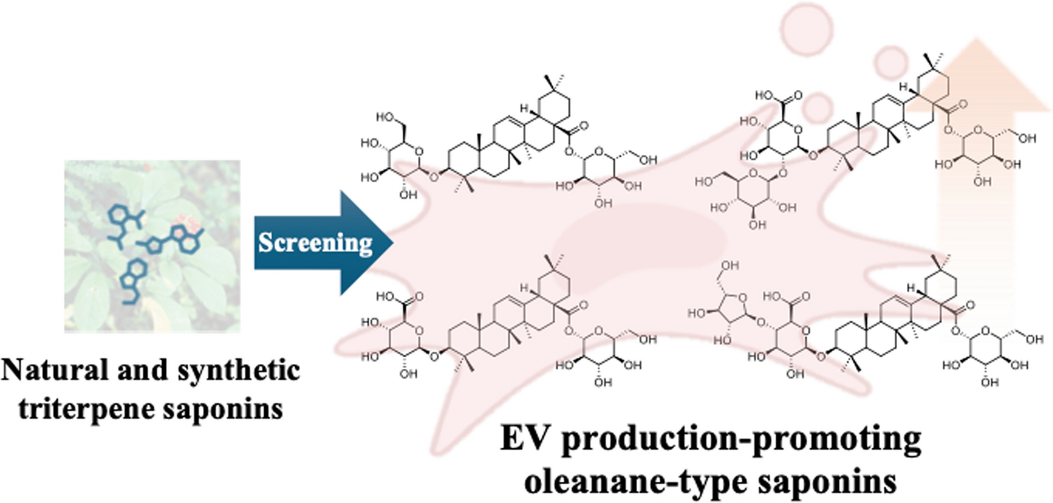 Oleanane-type triterpene saponins promote extracellular vesicle secretion of human adipose-derived mesenchymal stem cells