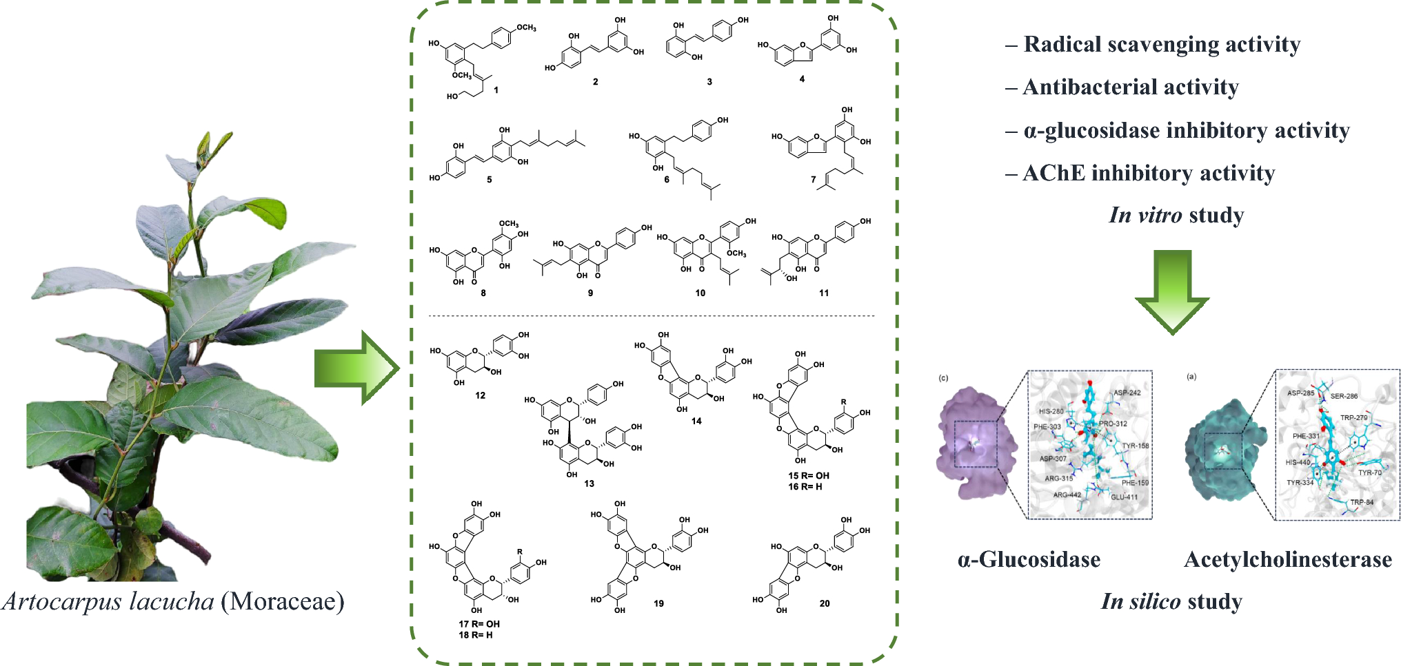 Identification of specialized metabolites from  as potent α-glucosidase and acetylcholinesterase inhibitors: enzyme kinetic, in vitro and in silico study